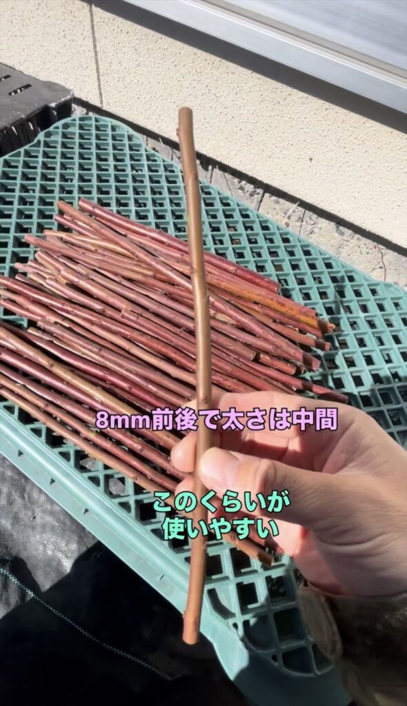 中間の太さの穂木の画像