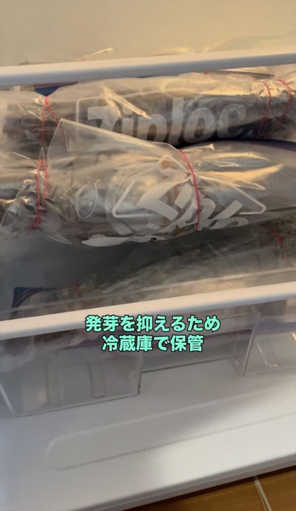 発芽を抑えるため冷蔵庫で穂木を保管している画像