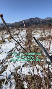 ブルーベリーの剪定の画像