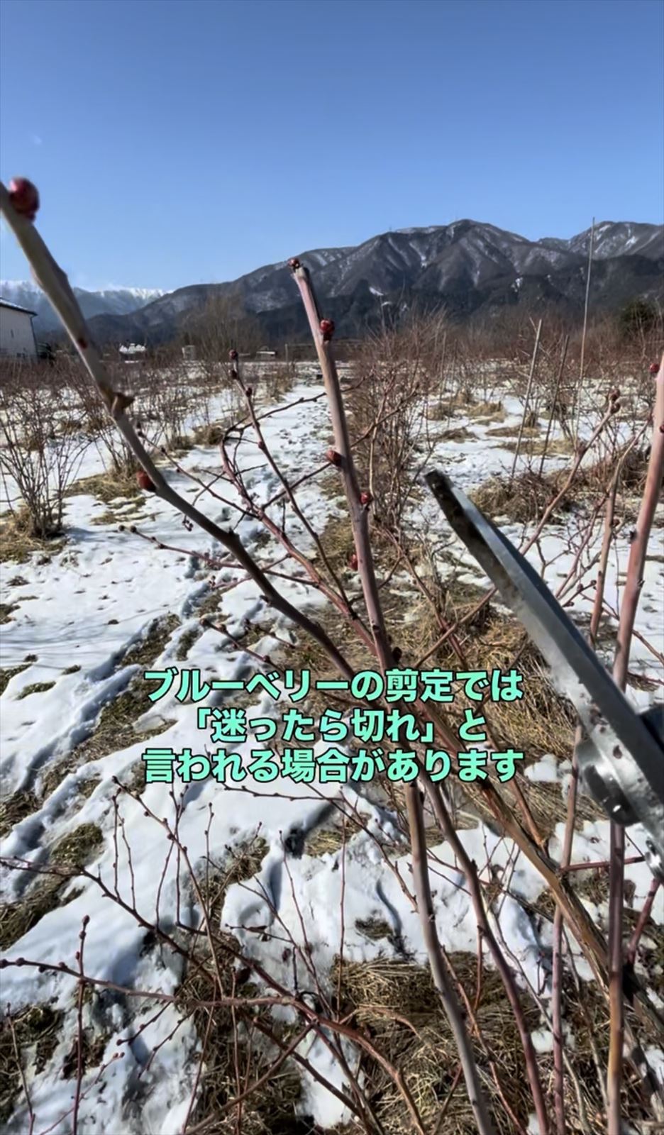 ブルーベリーの剪定の画像