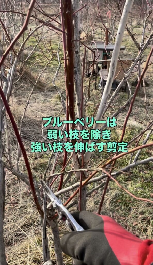 ブルーベリーの剪定方法の画像
