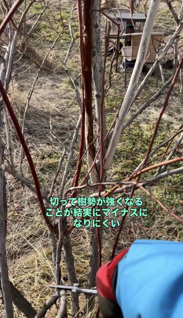 ブルーベリーの剪定の画像