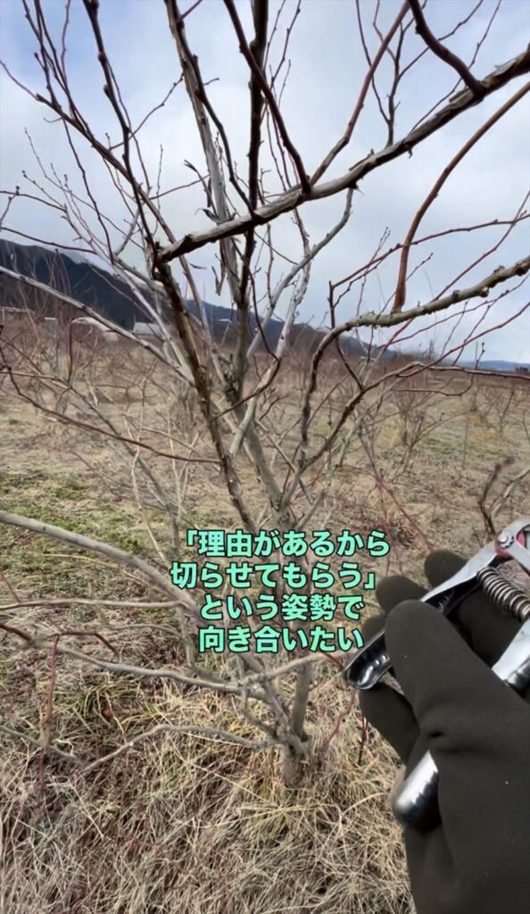 ブルーベリーの剪定の説明画像