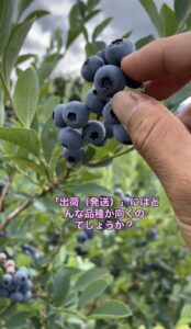 出荷に適したブルーベリー品種の実の画像