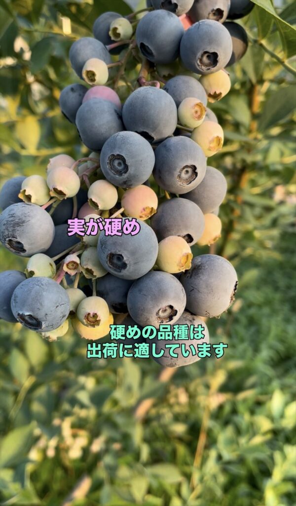 実が硬めの品種の画像