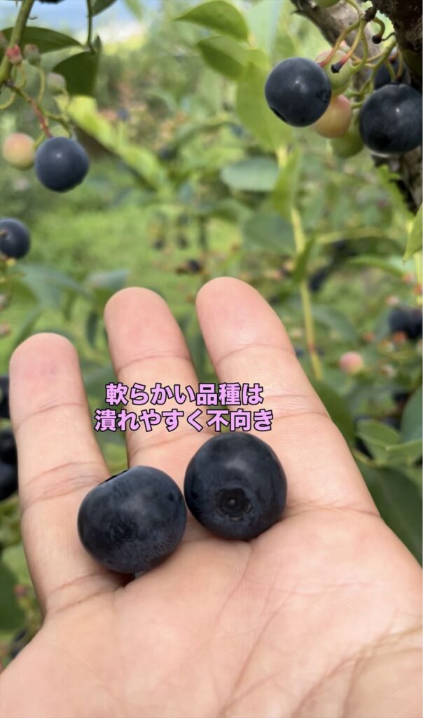 実が軟らかめの品種の画像