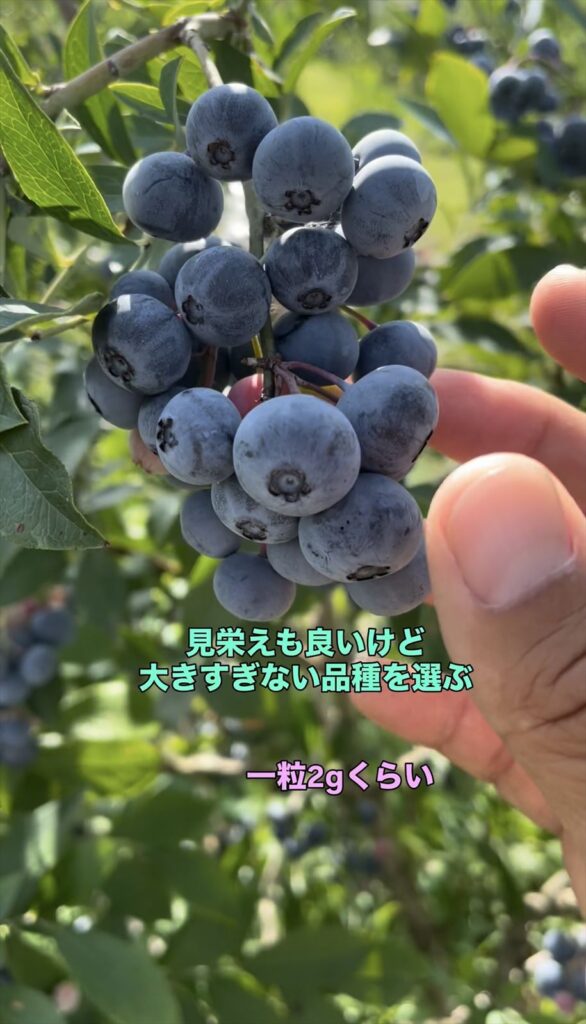 発送に向くサイズのブルーベリーの画像