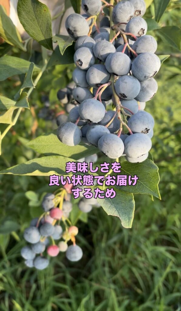 ブルーベリーの収穫の画像