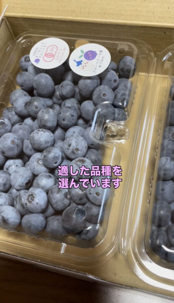 パック詰めされた発送用ブルーベリーの画像