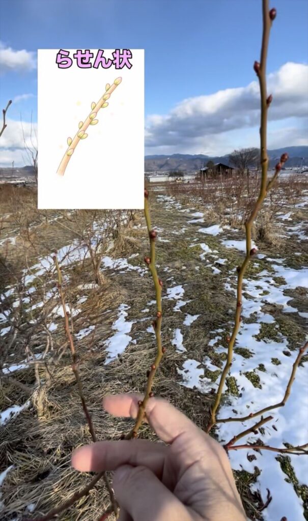 らせん状につくブルーベリーの芽の画像