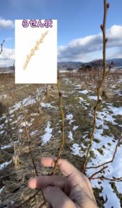 らせん状にできるブルーベリーの芽の画像