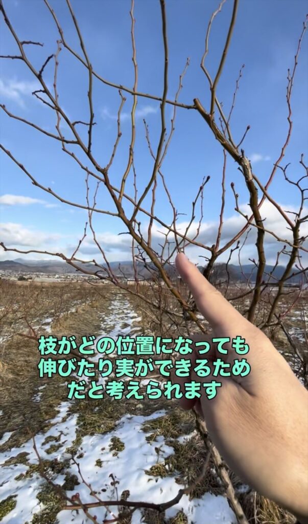 ブルーベリーの枝の画像