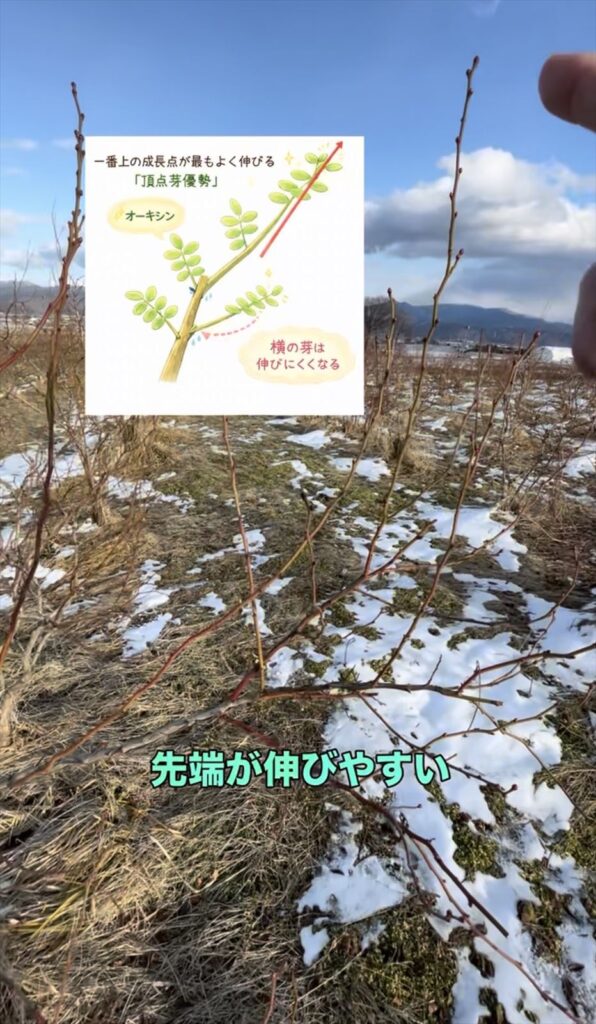 頂芽優勢の画像