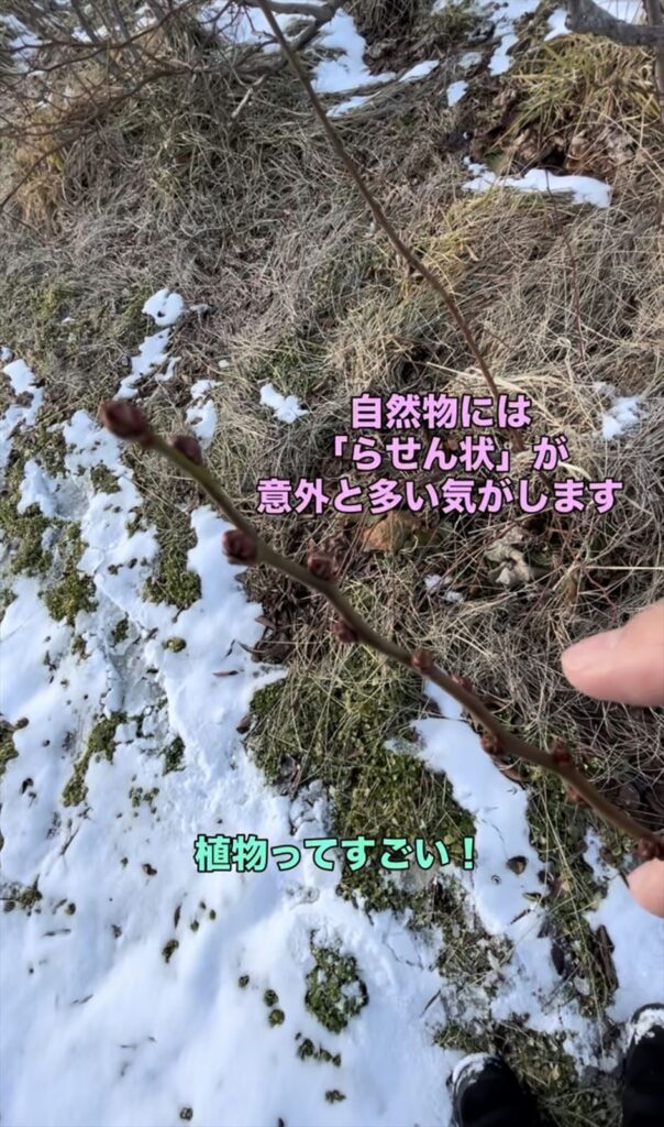 らせん状につくブルーベリーの芽の画像