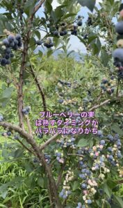 ブルーベリーの実がなっている画像