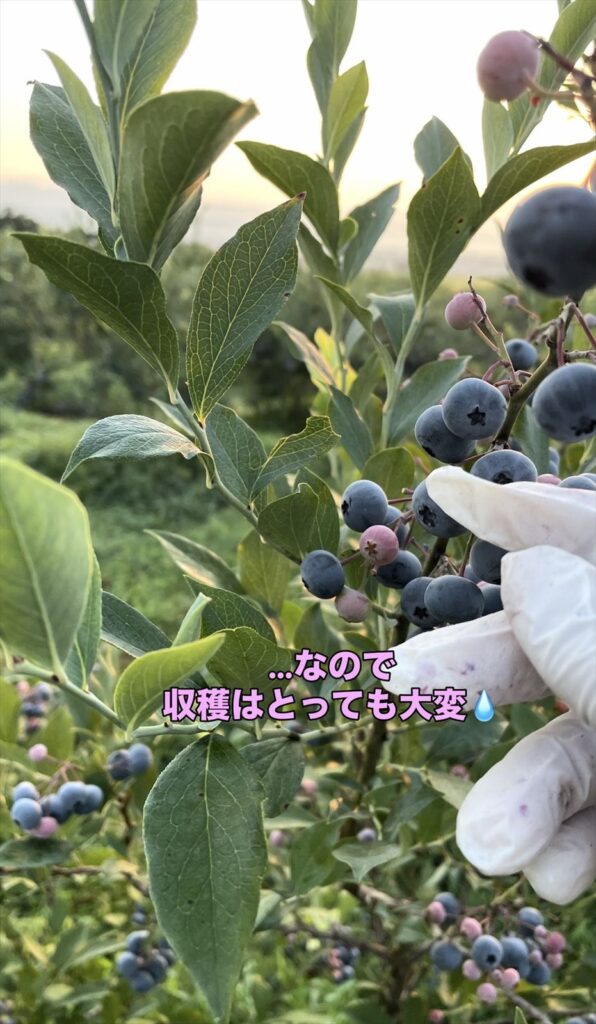 ブルーベリーの実を収穫している画像