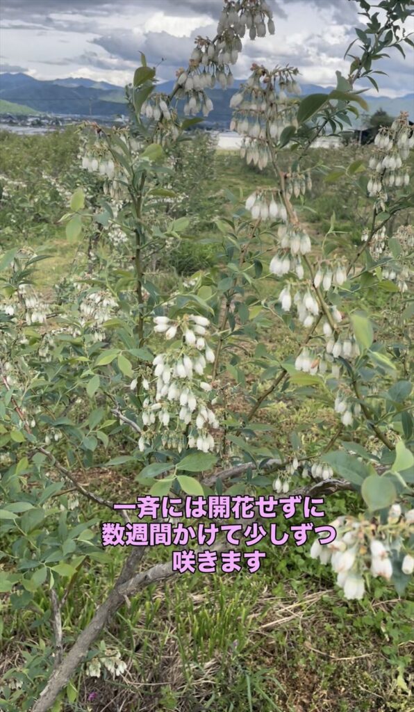 ブルーベリーの花の画像