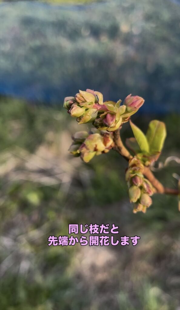 ブルーベリーの花が枝の先端から咲いてくる画像