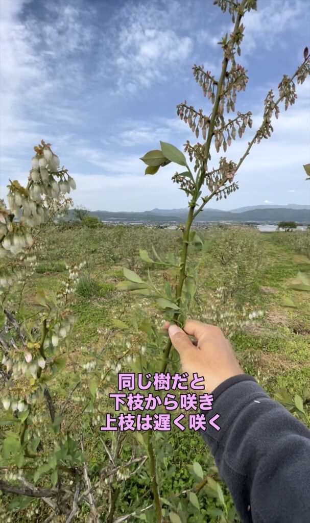 ブルーベリーの花が咲いている枝の画像