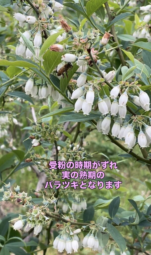 ミツバチが受粉しているブルーベリーの画像