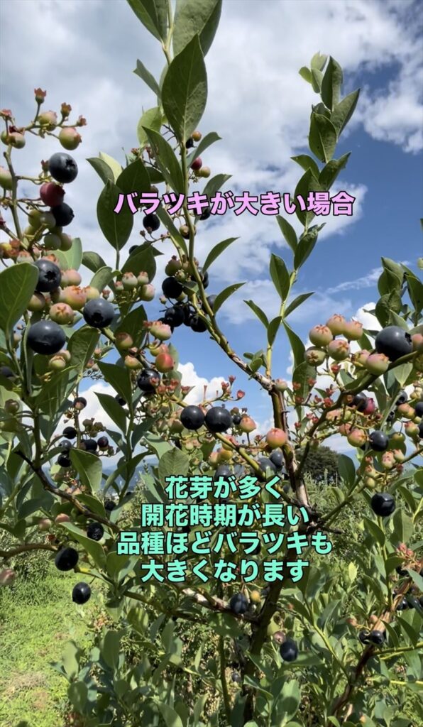 熟期がばらつきがちなブルーベリーの品種の例の画像