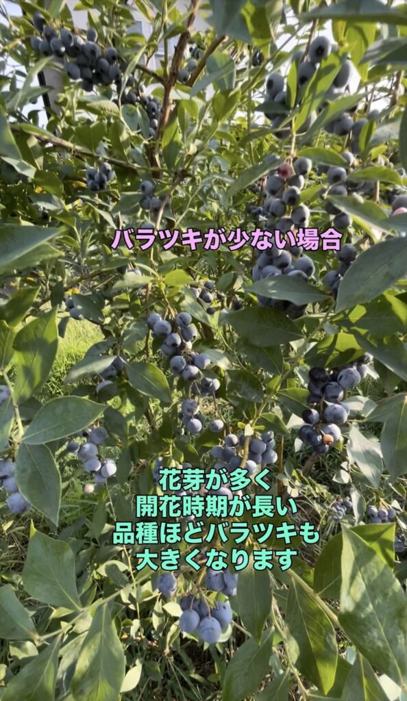 熟期が比較的揃う品種の例の画像