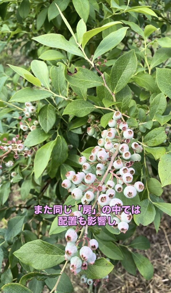 熟し始めたブルーベリーの実の画像