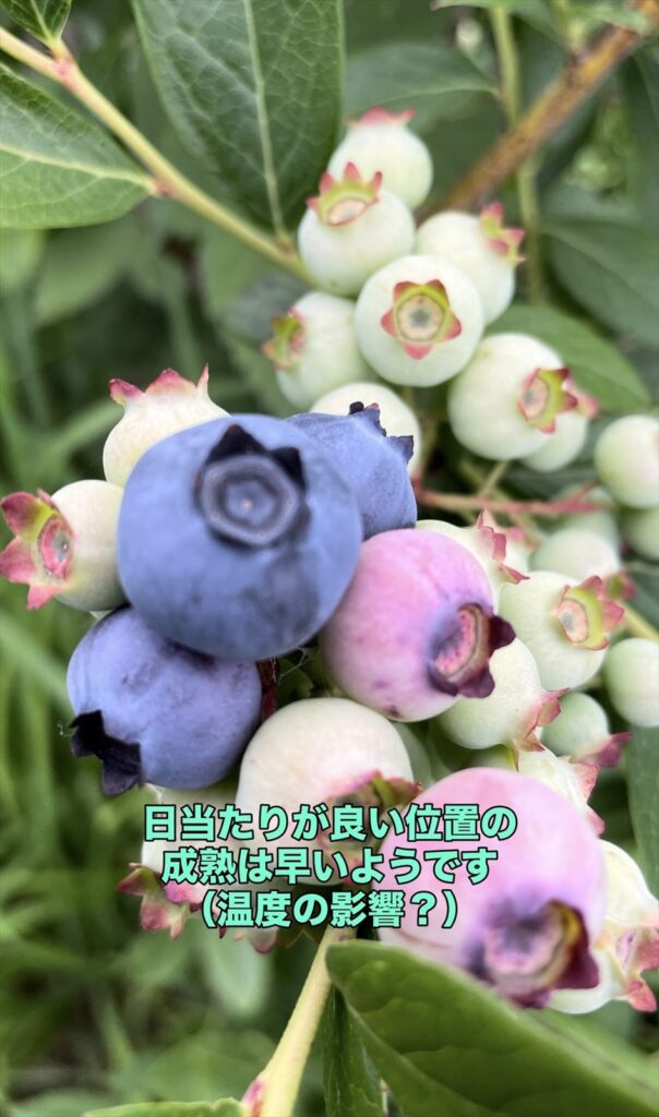 ブルーベリーの実が熟し始めた画像