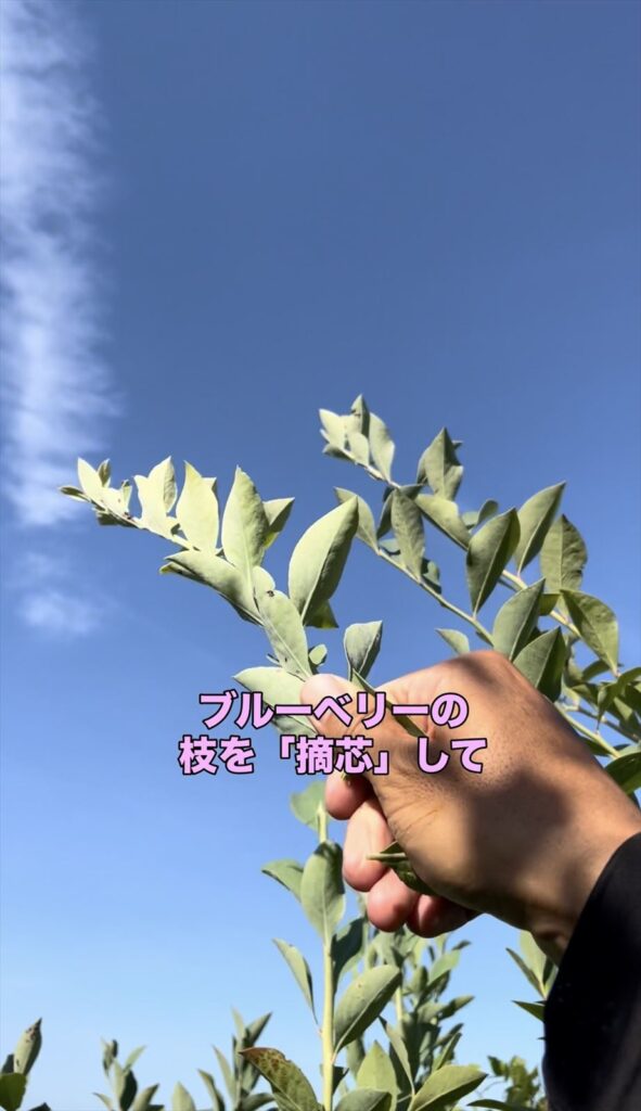 ブルーベリーのを摘心している画像