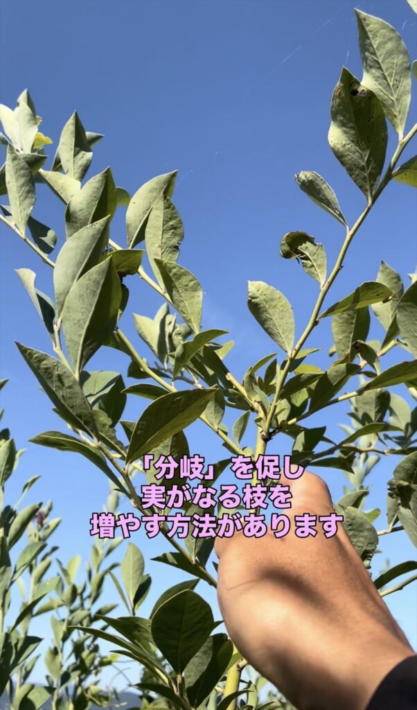 分岐したブルベリーの枝