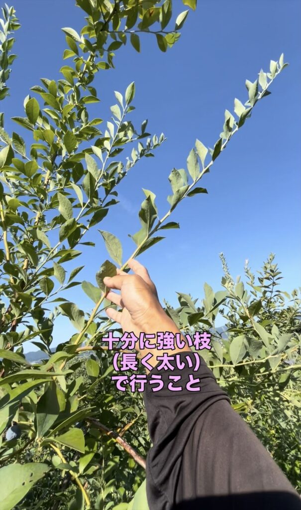 ブルーベリーの強い枝