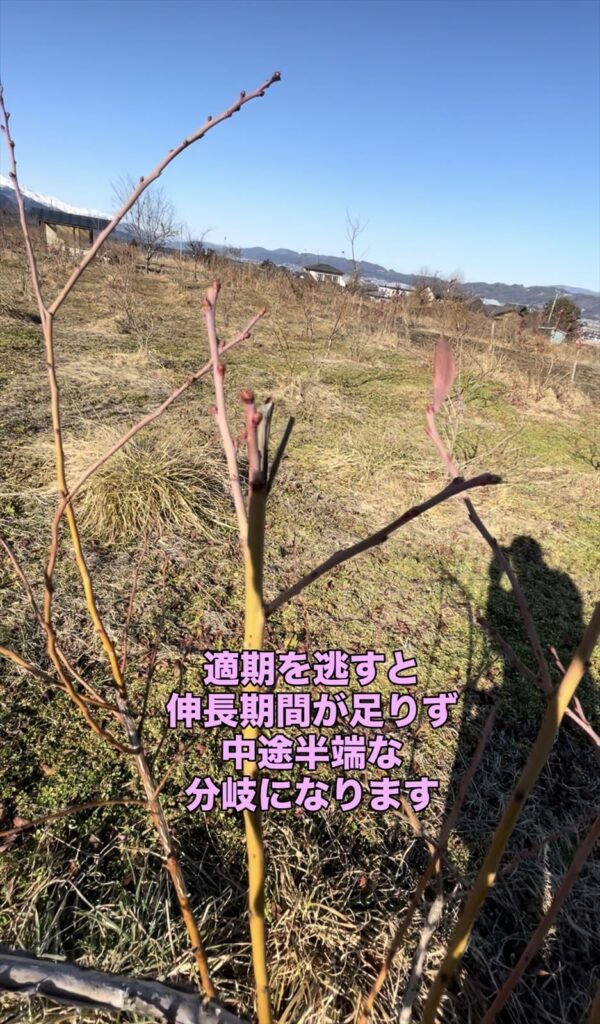 摘心に失敗したブルベリーの枝の画像