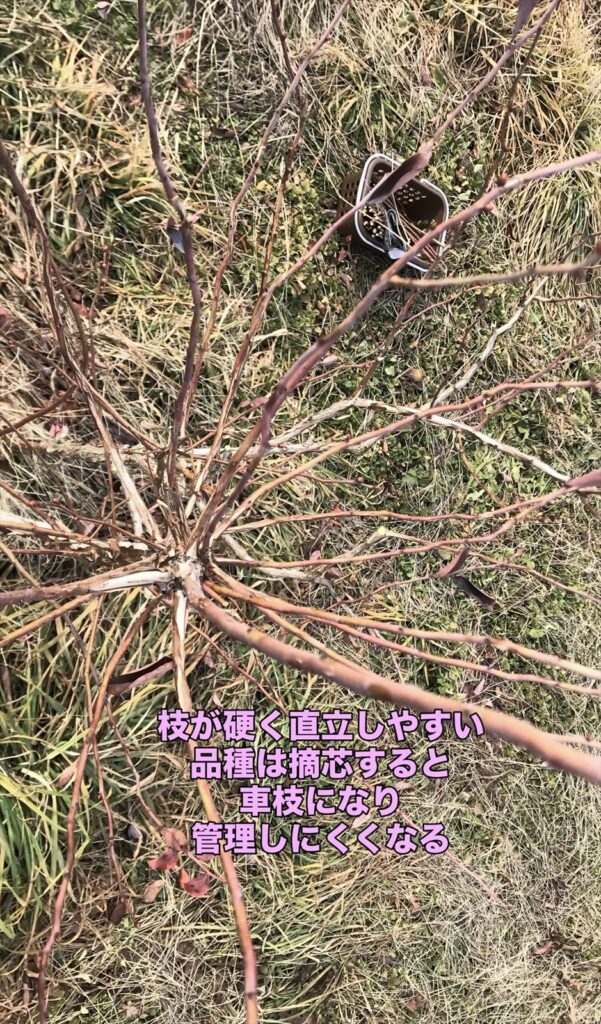 車枝気味になってしまったブルーベリーの樹の画像