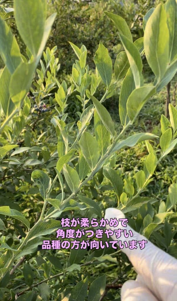 軟らかく、角度がついているブルーベリー枝の画像