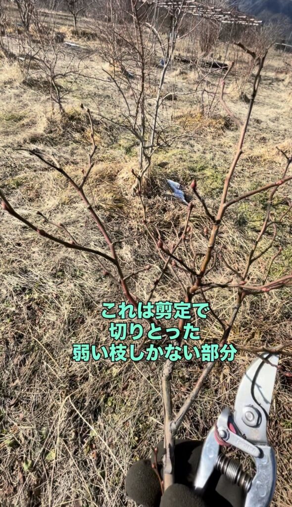 ブルーベリーの弱い枝の画像