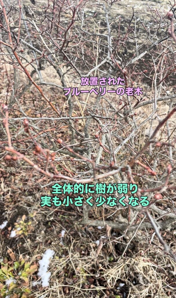 手入れ不足のブルーベリー画像