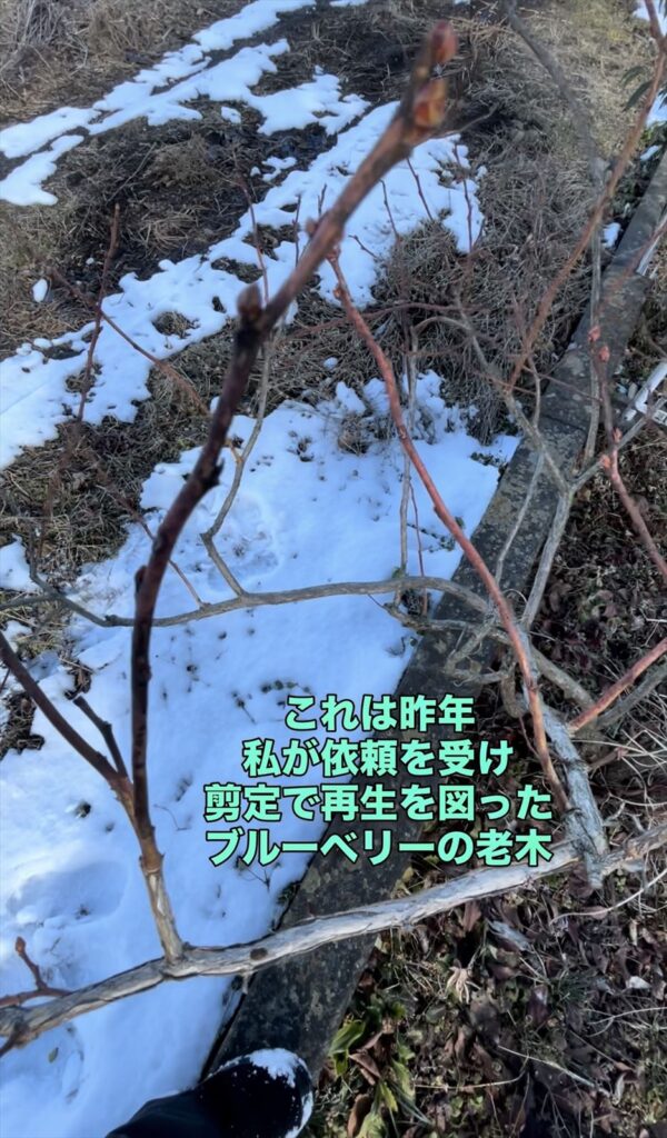 ブルーベリーの老木を復活させた画像