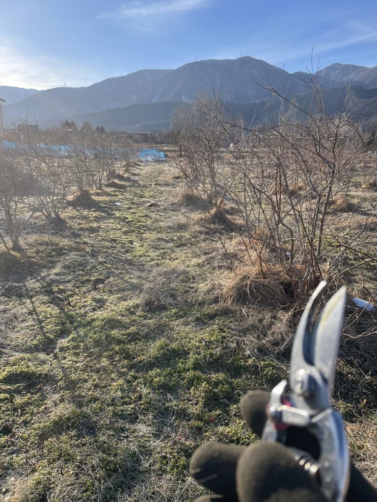 ブルーベリー農園の画像