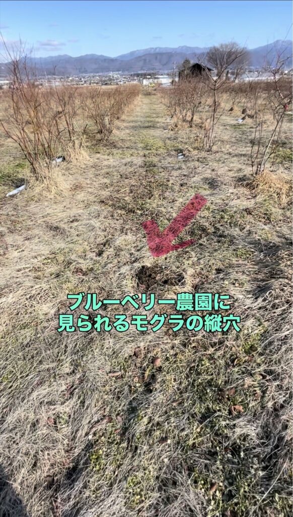 ブルーベリー農園の通路にあるモグラの穴の画像