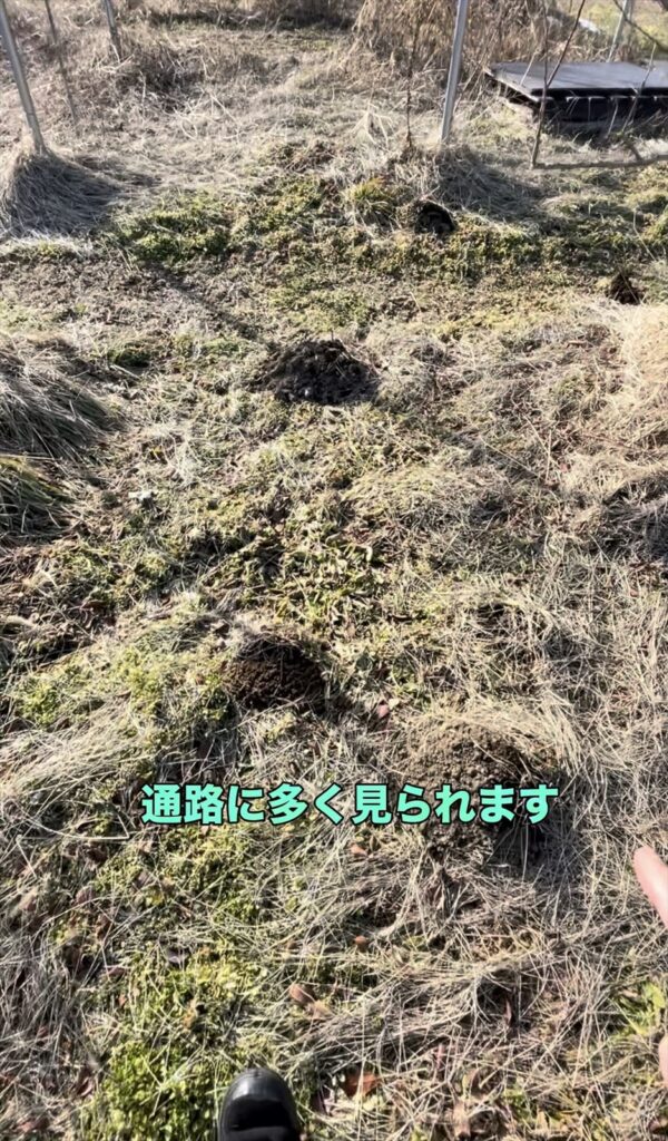 モグラの縦穴の画像