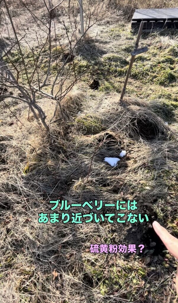 ブルーベリーの株にはモグラの被害がない説明画像