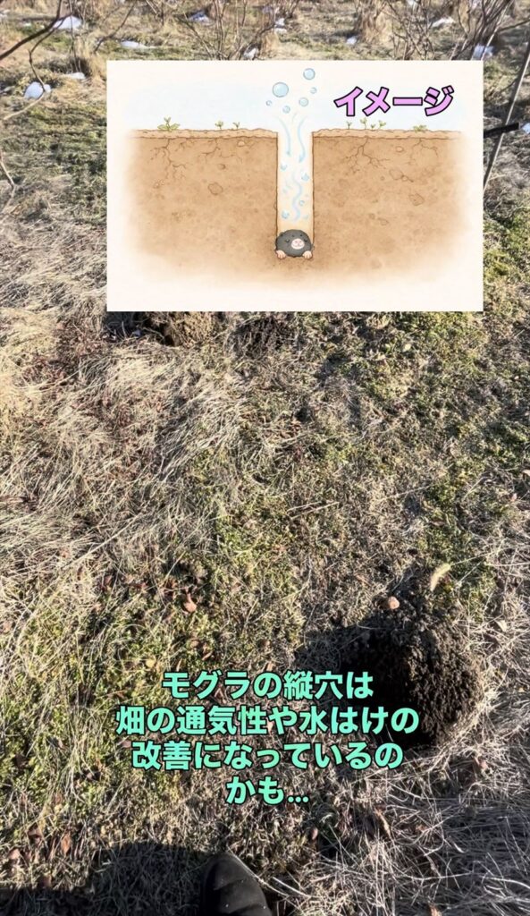 通気性を改善するモグラの穴の画像