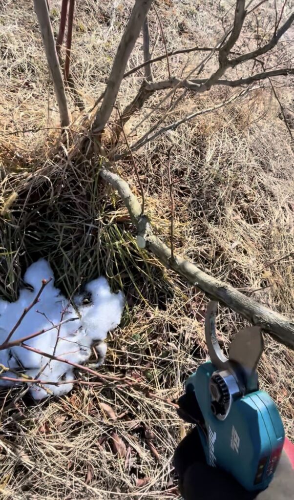 電動剪定ばさみで切った枝の画像