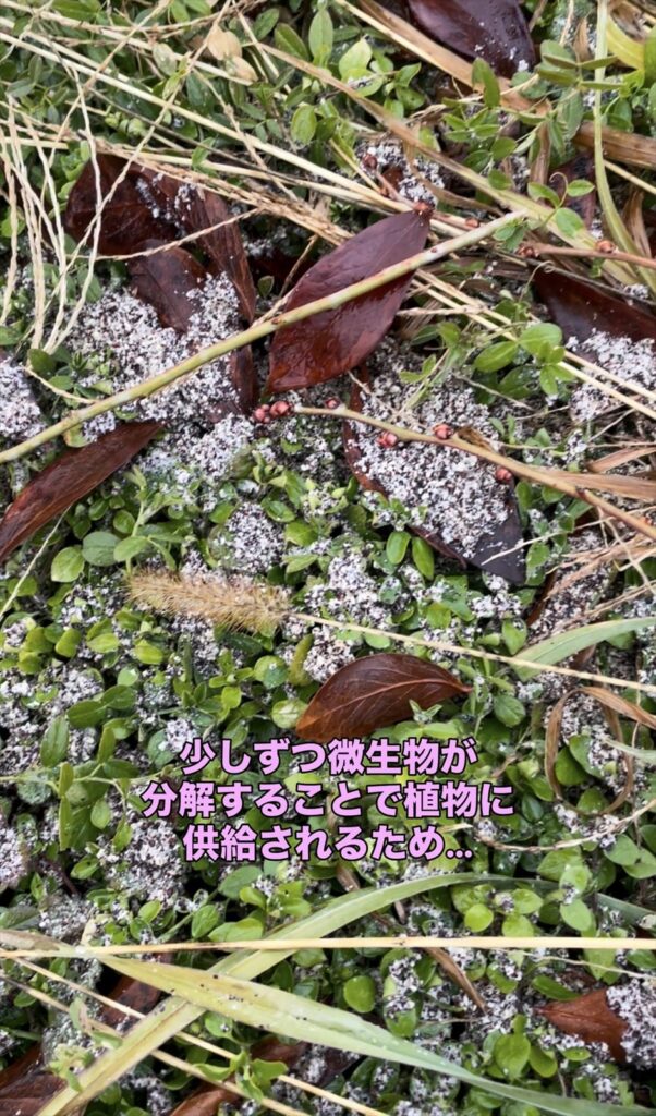 微生物が油粕を分解している画像