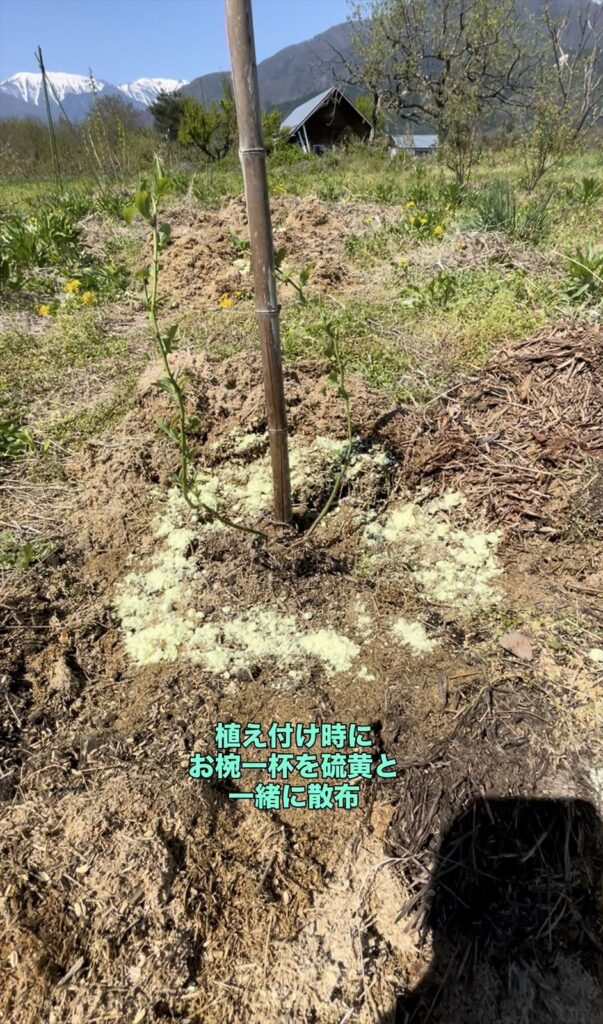 ブルーベリーの植え付け時に菜種油かすを散布している画像