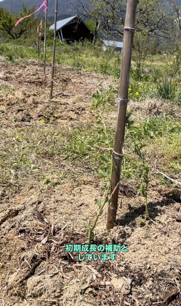 植え付け時のブルーベリーの画像