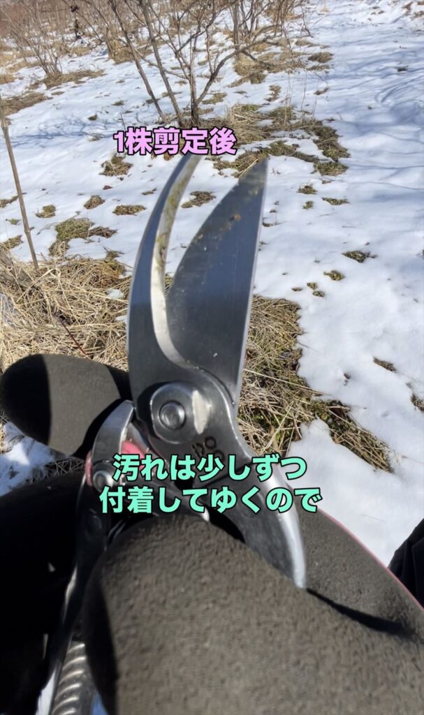 樹液が付着してきた剪定ばさみ