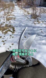 清掃後の剪定ばさみの画像