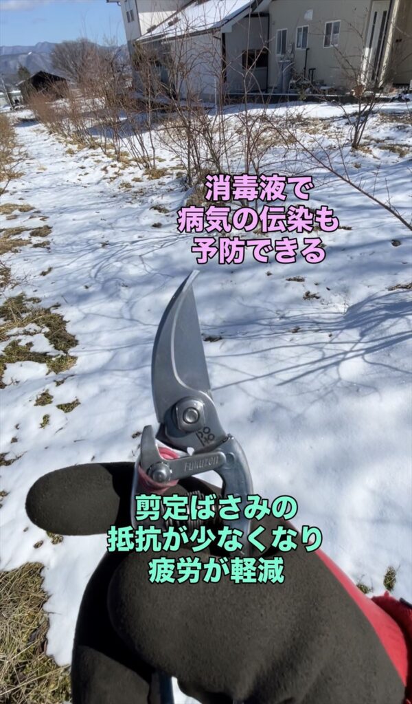 清掃して剪定ばさみが綺麗になった画像