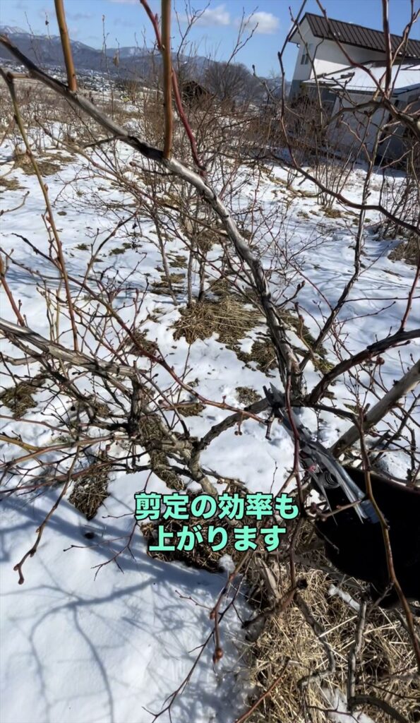 ブルーベリーの剪定中の画像